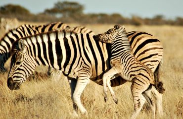 Etosha zebra © All for Nature Travel