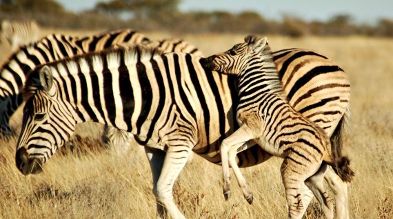 Etosha zebra © All for Nature Travel