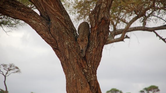 Luipaard Tanzania © All for Nature Travel