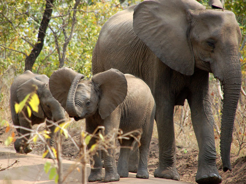 olifant Malawi, reis Malawi