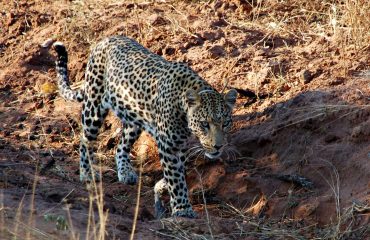 Gezenderde luipaard bij AfriCat © All for Nature Travel