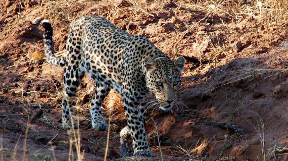 Gezenderde luipaard bij AfriCat © All for Nature Travel