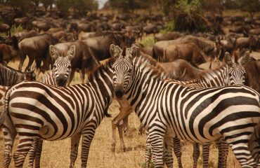 Zebra's Serengeti ©All for Nature Travel