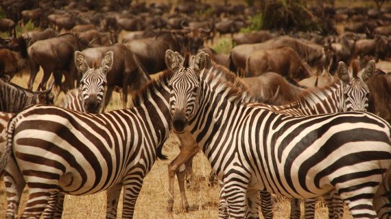 Zebra's Serengeti ©All for Nature Travel