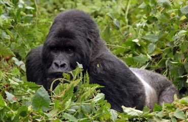 Silverback © All for Nature Travel