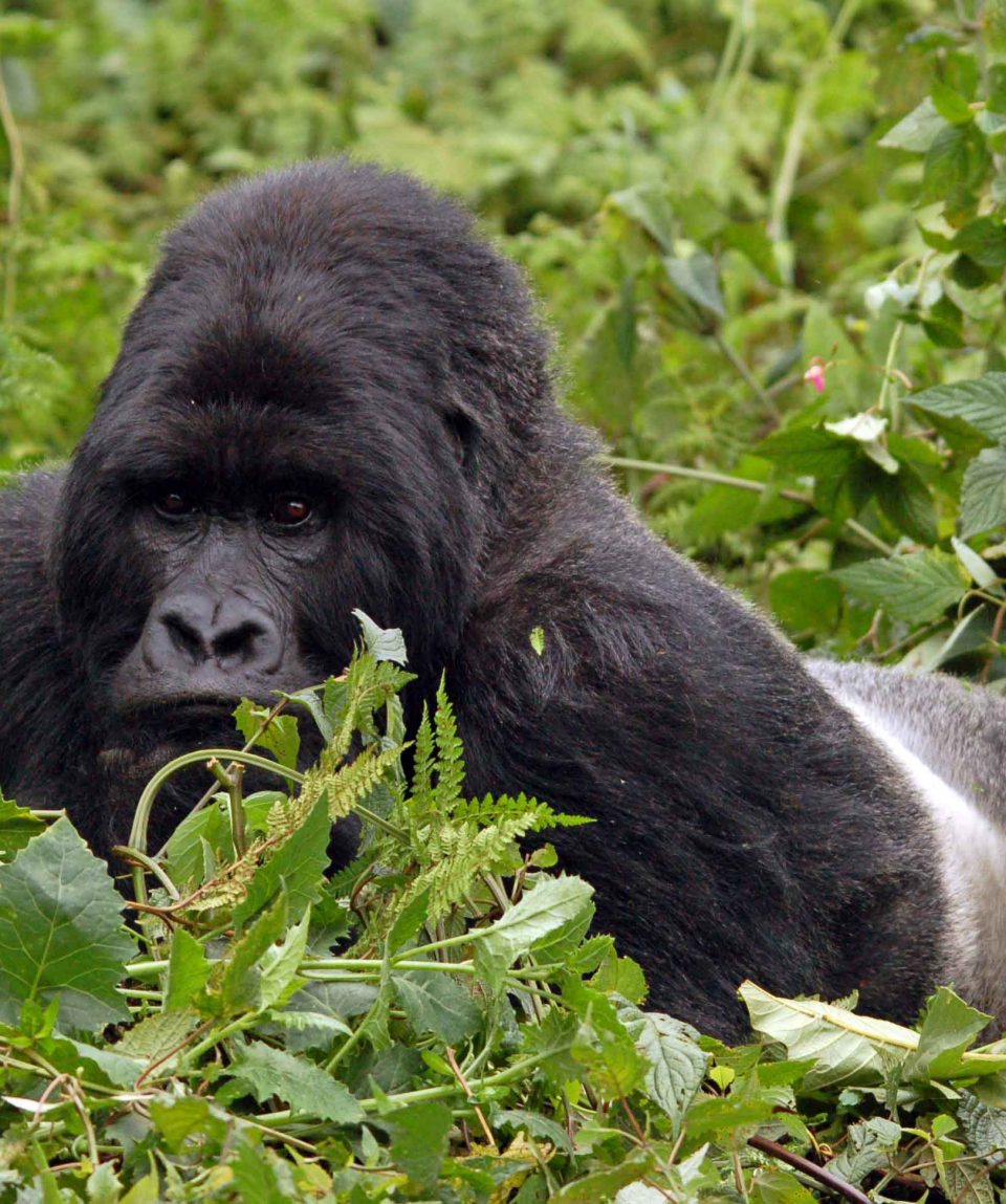 Silverback © All for Nature Travel
