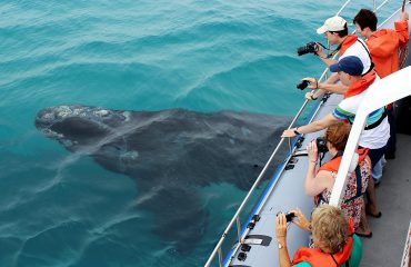 Zuidkaper met Dyer Island Cruises