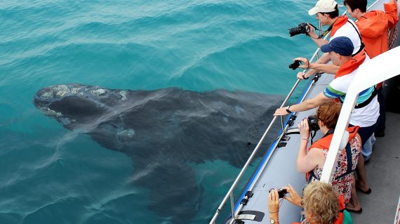 Zuidkaper met Dyer Island Cruises