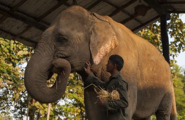 Elephant camp, Karnali lodge