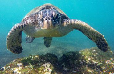 Galapagos onder water