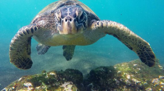 Galapagos onder water