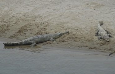 Gaviaal en Marsh Crocodile Bardia ©All for Nature Travel