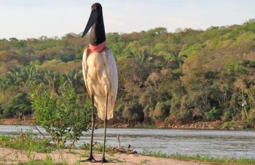 jabiru Pantanal