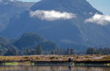 Great Bear Rainforest met beer met dank aan dhr Bakker