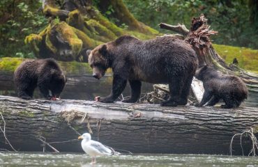 Grizzly moeder met jongen met dank aan dhr Bakker