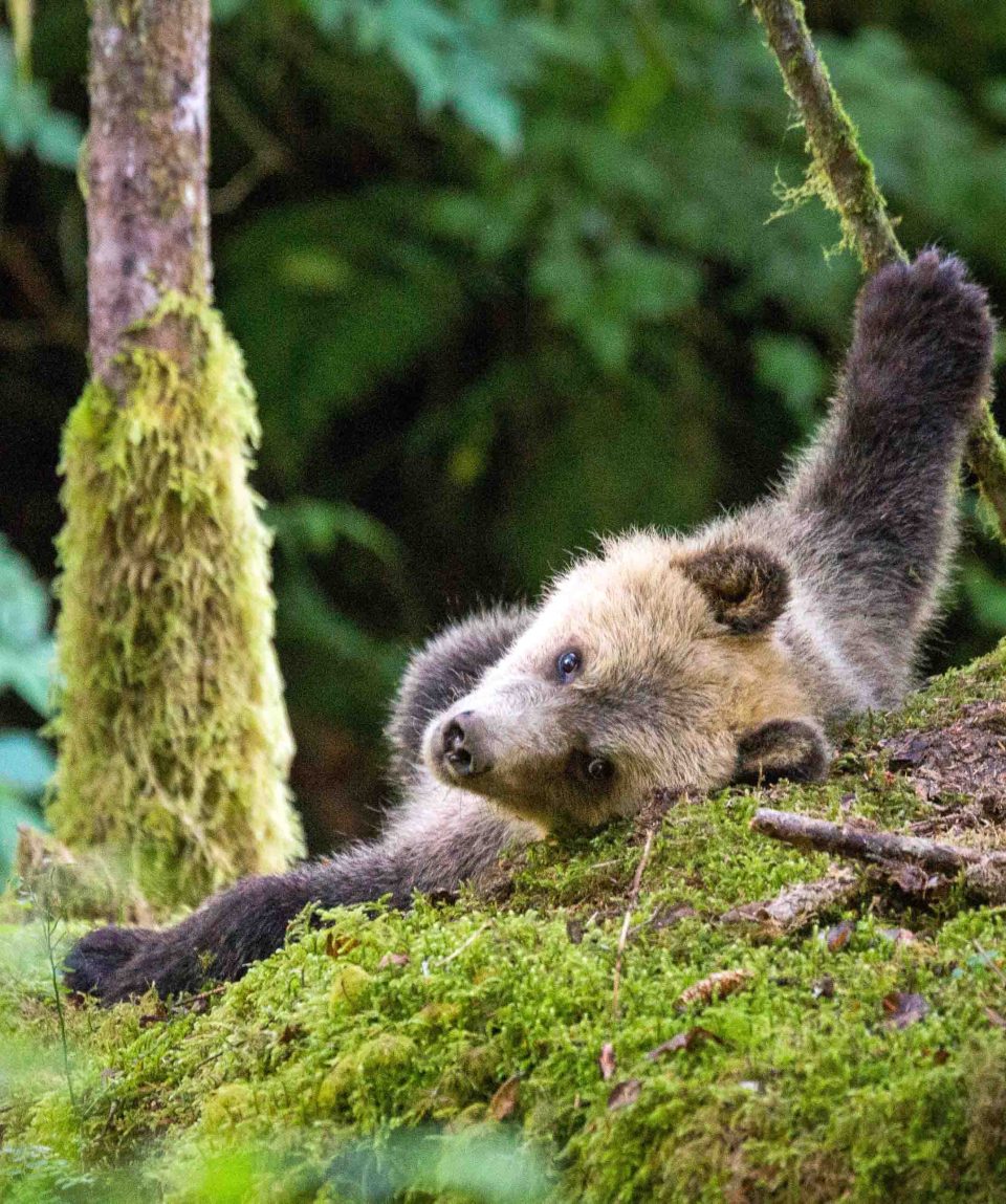 Grizzly Knight Inlet relaxing
