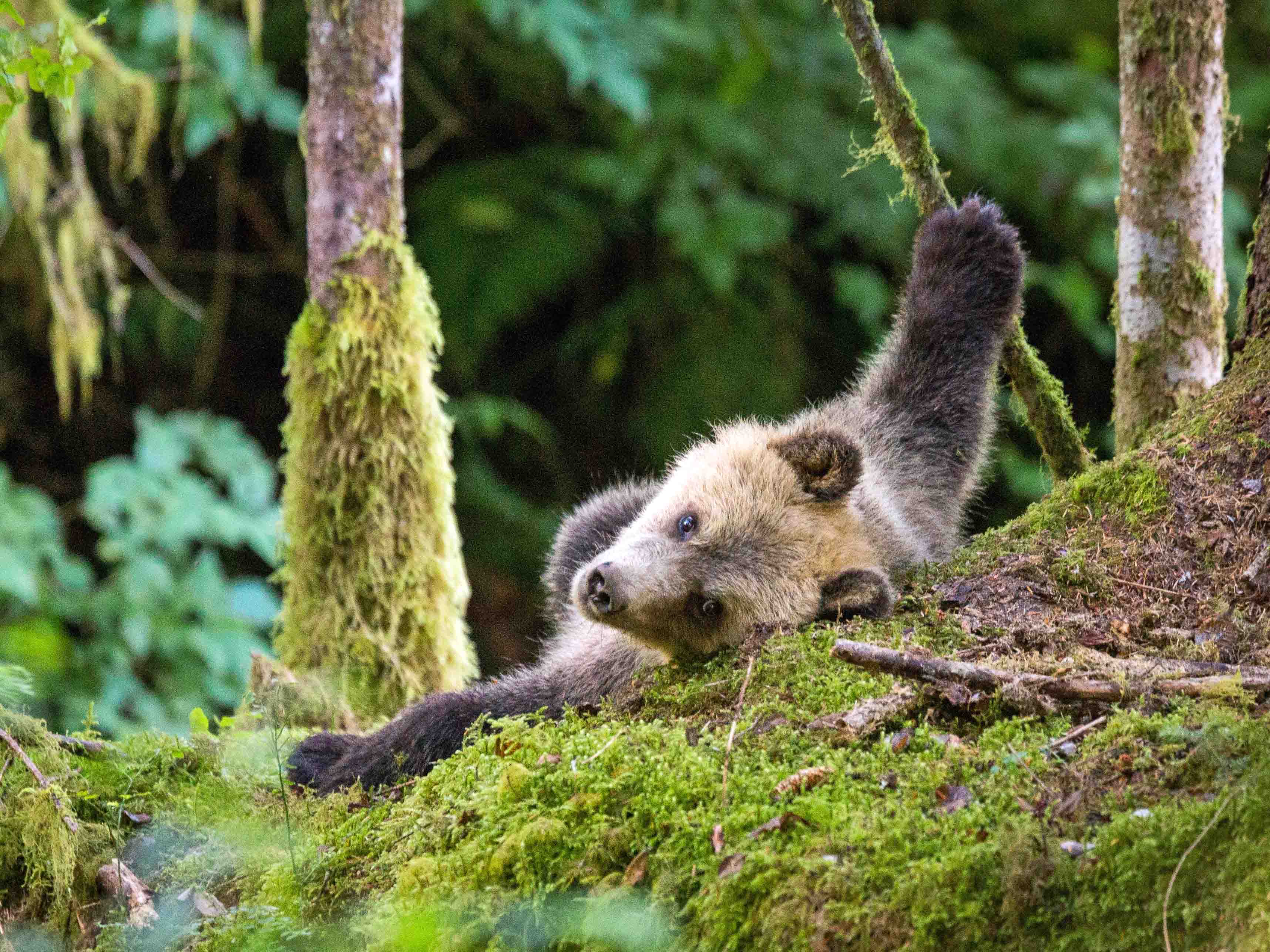 Grizzly Knight Inlet relaxing