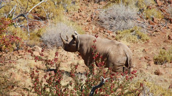 Neushoorn bij Grootberg Lodge