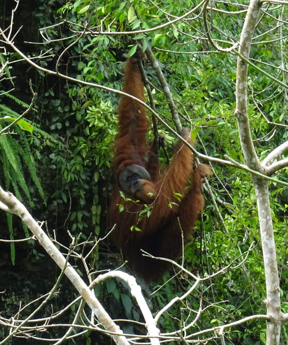 Gunung Leuser orangoetan © All for Nature Travel