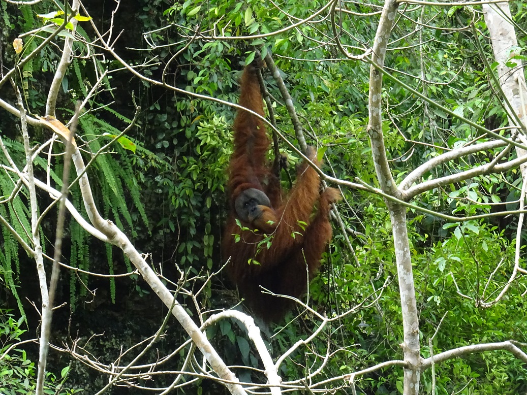 Orang-oetan trekking, Gunung Leuser trekking, jungle sumatra