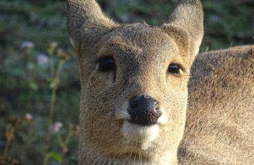 Hog deer Zwijnshert Dudhwa ©All for Nature Travel