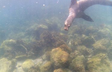 snorkelen met zeeleeuwen