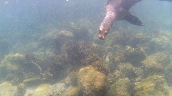 snorkelen met zeeleeuwen