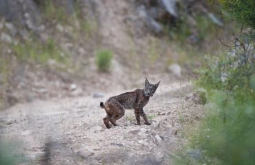 IMG_0201_Marten_edited