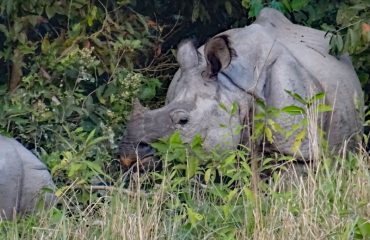Indiase Neushoorn Dudhwa Sanctuary  ©All for Nature Travel