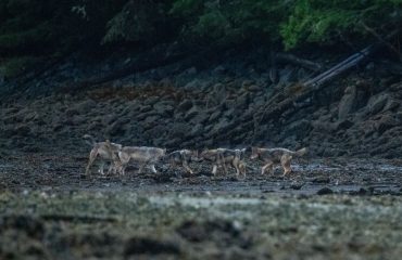Kustwolven met dank aan dhr Bakker