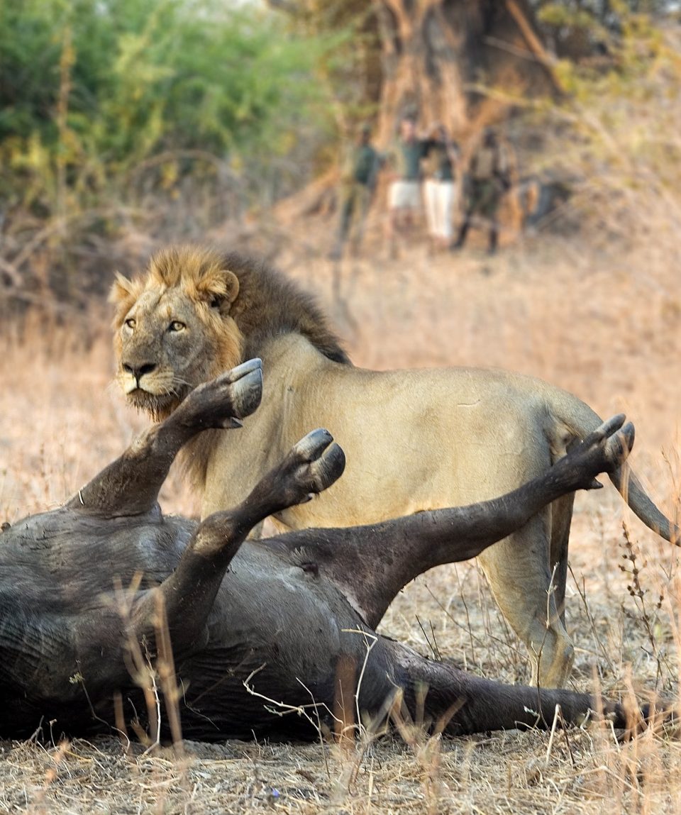 leeuw met prooi Zambia