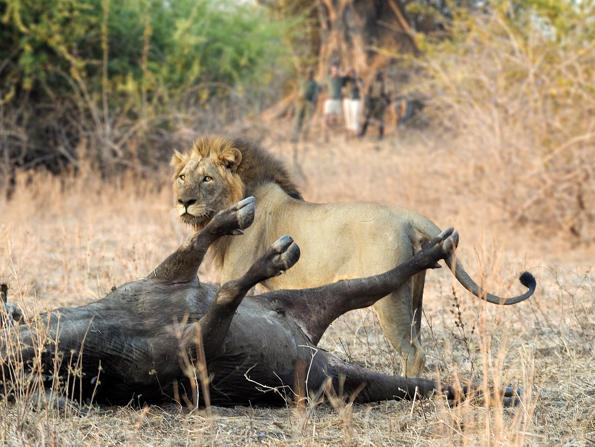 wandelsafari Zambia