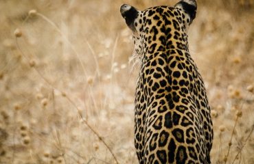 Luipaard Ruaha NP ©Eric-Frank