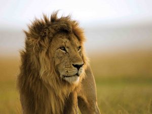 Leeuw Mara Naboisho, leeuw Kenia
