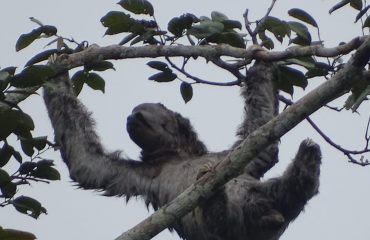 Luiaard in Yasuni met dank aan Anakonda cruises