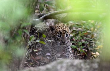 Luipaard welp Yala ©Martin van Lokven