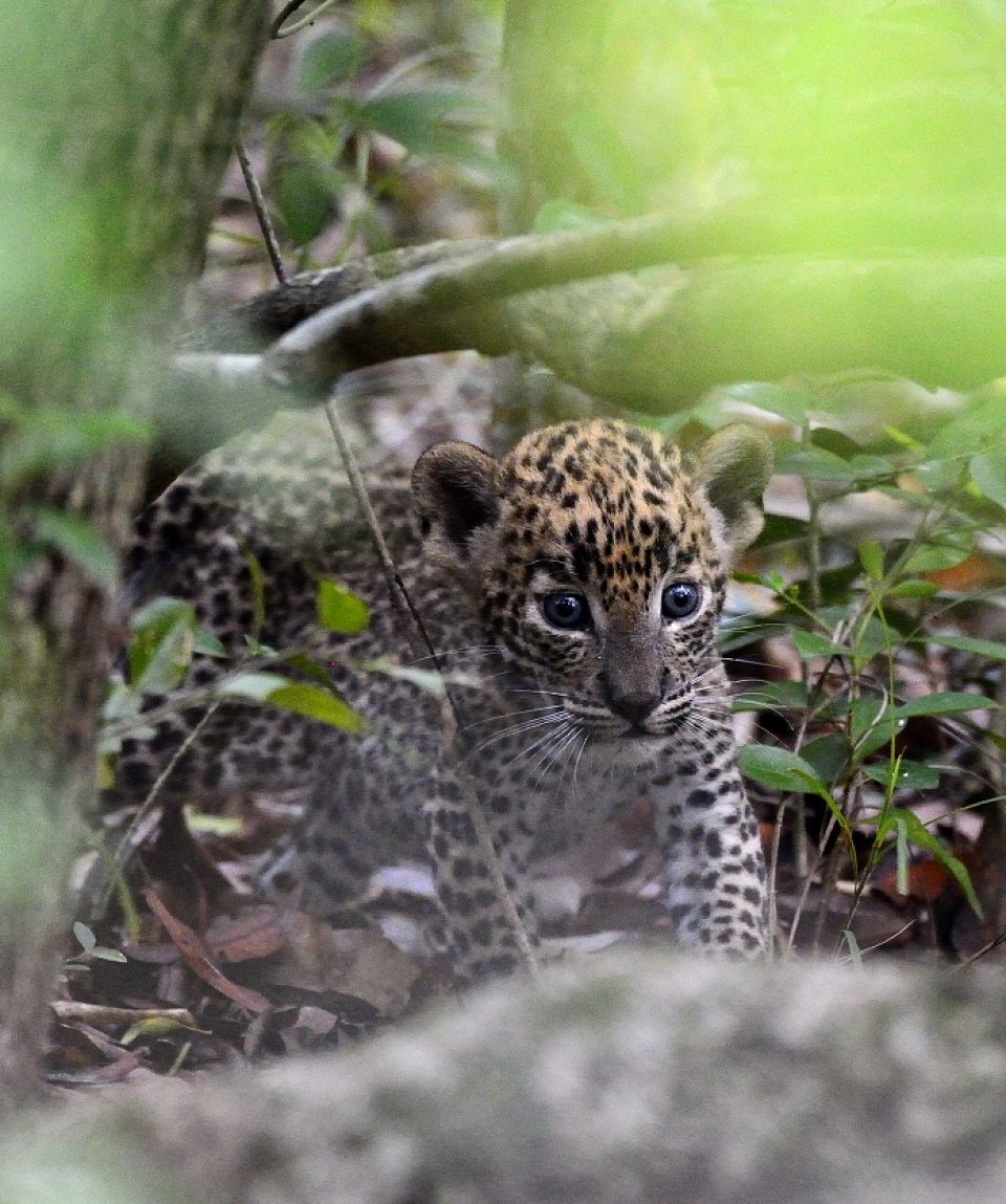 Luipaard welp Yala ©Martin van Lokven