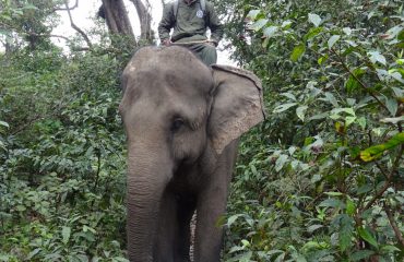 Mahout met olifant op wandelsafari ©All for Nature Travel