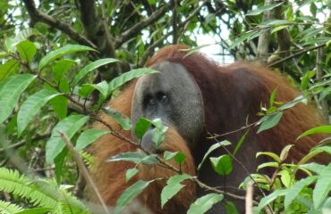 Male orang-oetan Gunung Leuser © All for Nature Travel