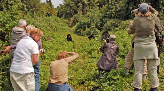 Fotograferen bij gorillatrekking © All for Nature Travel