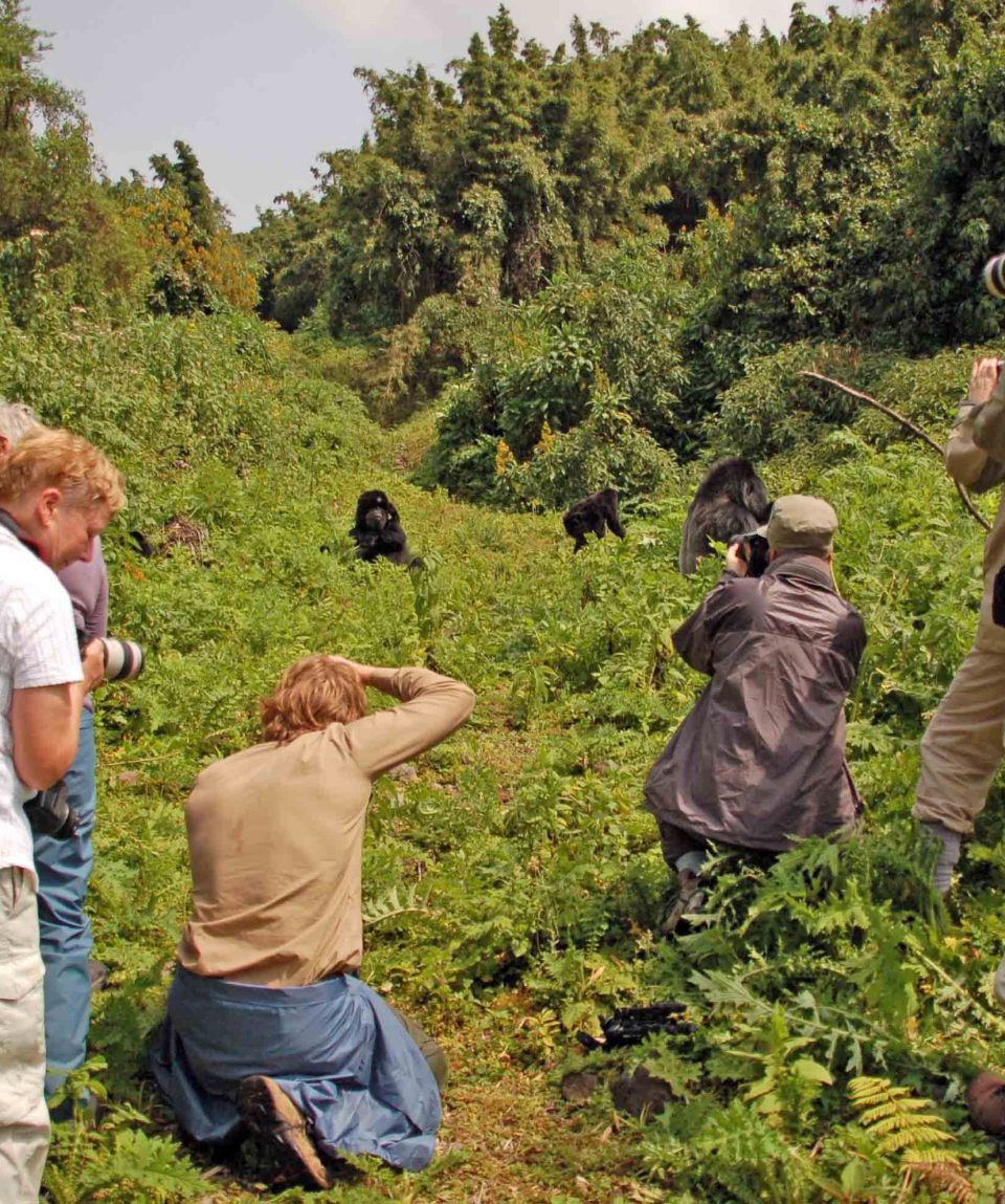 Fotograferen bij gorillatrekking © All for Nature Travel