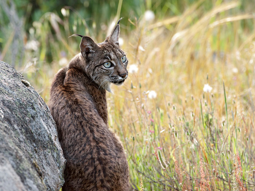 iberische lynx, natuurreis Spanje