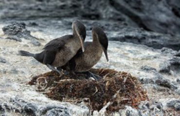 Flightless Cormorand Isabela