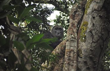Neptuno Odzala laaglandgorilla ©All for Nature Travel