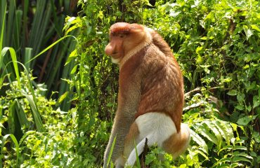 Neusaap © All for Nature Travel