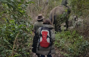 Op wandelsafari met olifanten bij Tharu Lodge ©All for Nature Travel