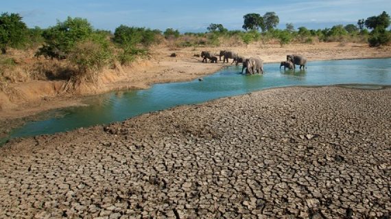 Olifanten in Udawalawe