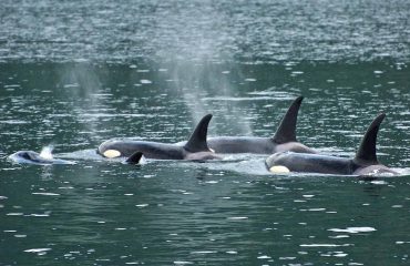 Orca group ©Russell Markel