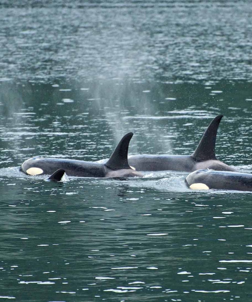 Orca group ©Russell Markel