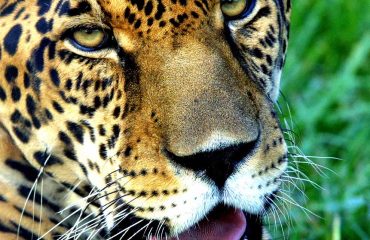 jaguar Pantanal
